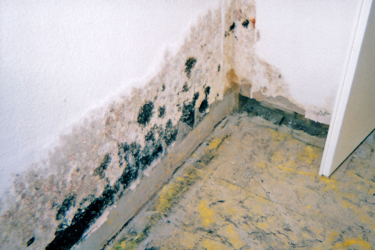 Nasse Wände, Schimmel in der Wand Nasse Wände, Schimmel in der Wand